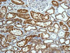 Immunohistochemistry (Formalin/PFA-fixed paraffin-embedded sections) - Anti-SDHA antibody [EPR9042(B)] - BSA and Azide free (AB248864)
