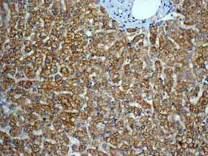 Immunohistochemistry (Formalin/PFA-fixed paraffin-embedded sections) - Anti-SDHA antibody [EPR9042(B)] - BSA and Azide free (AB248864)