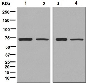 Western blot - Anti-SDHA antibody [EPR9043(B)] (AB137040), expandable thumbnail