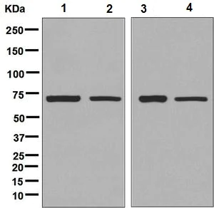 Western blot - Anti-SDHA antibody [EPR9043(B)] (AB137040)