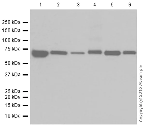 Western blot - Anti-SDHA antibody [EPR9043(B)] (AB137040)