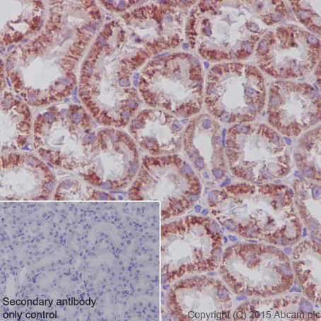 Immunohistochemistry (Formalin/PFA-fixed paraffin-embedded sections) - Anti-SDHA antibody [EPR9043(B)] - BSA and Azide free (AB240098)