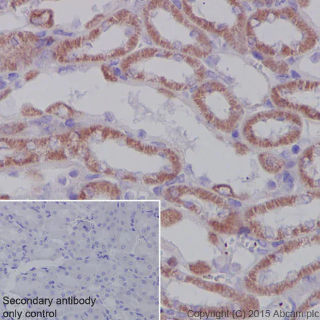 Immunohistochemistry (Formalin/PFA-fixed paraffin-embedded sections) - Anti-SDHA antibody [EPR9043(B)] - BSA and Azide free (AB240098)