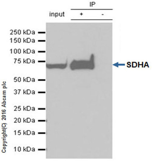 Immunoprecipitation - Anti-SDHA antibody [EPR9043(B)] - BSA and Azide free (ab240098), expandable thumbnail