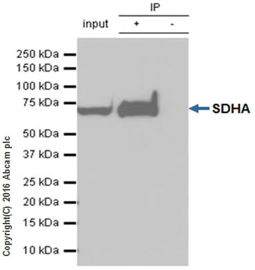 Immunoprecipitation - Anti-SDHA antibody [EPR9043(B)] - BSA and Azide free (AB240098)