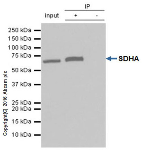 Immunoprecipitation - Anti-SDHA antibody [EPR9043(B)] - BSA and Azide free (AB240098), expandable thumbnail