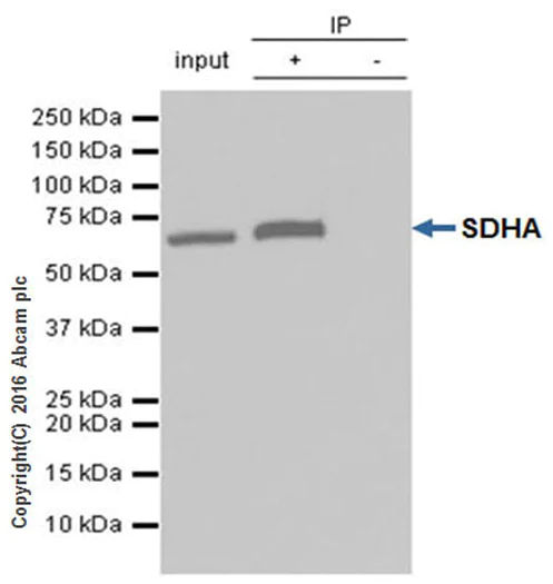 Immunoprecipitation - Anti-SDHA antibody [EPR9043(B)] - BSA and Azide free (AB240098)