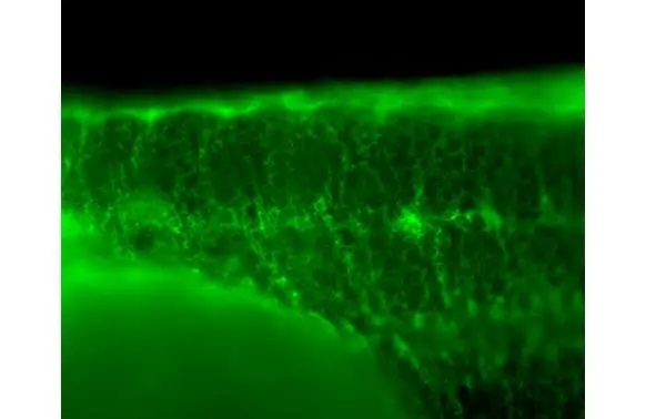 Immunohistochemistry (Formalin/PFA-fixed paraffin-embedded sections) - Anti-SDHA antibody [HL1117] (AB308379), expandable thumbnail
