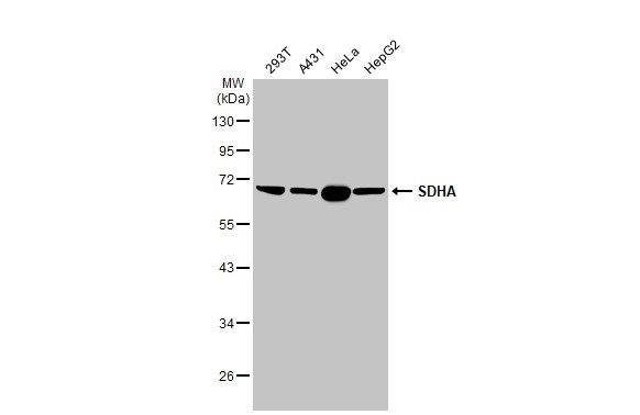 Western blot - Anti-SDHA antibody [HL1117] (ab308379), expandable thumbnail