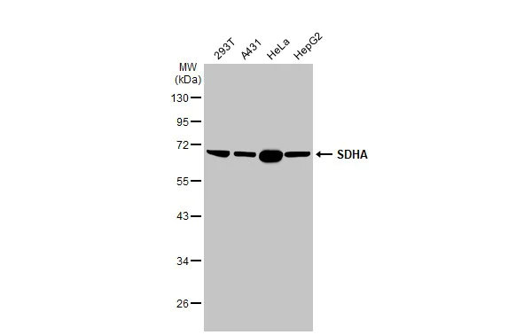 Western blot - Anti-SDHA antibody [HL1117] (AB308379)