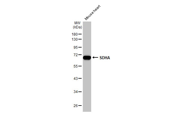 Western blot - Anti-SDHA antibody [HL1117] (AB308379), expandable thumbnail