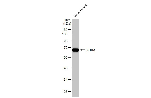 Western blot - Anti-SDHA antibody [HL1117] (AB308379)