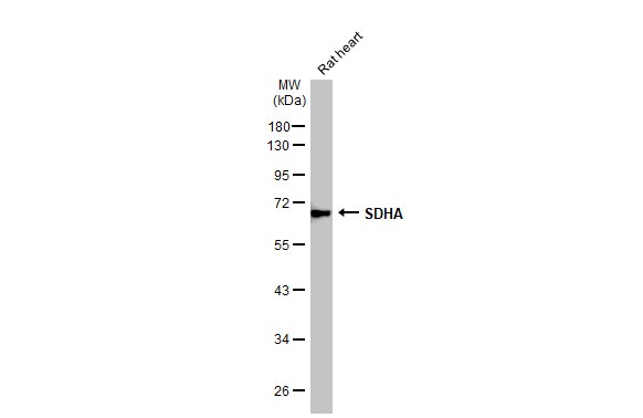 Western blot - Anti-SDHA antibody [HL1117] (ab308379), expandable thumbnail