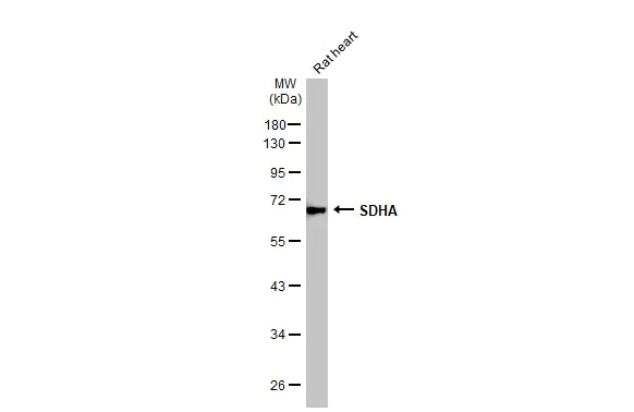 Western blot - Anti-SDHA antibody [HL1117] (AB308379)