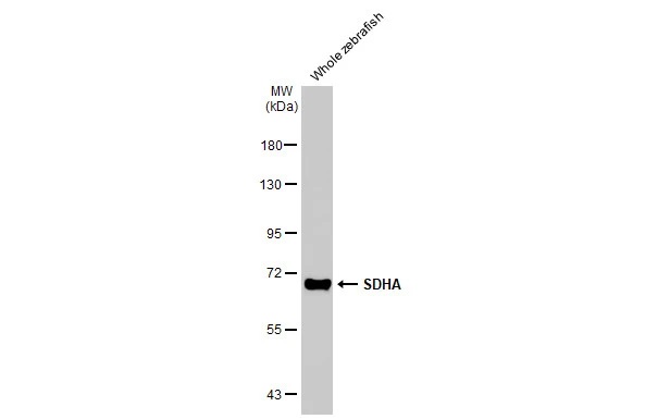 Western blot - Anti-SDHA antibody [HL1117] (AB308379), expandable thumbnail