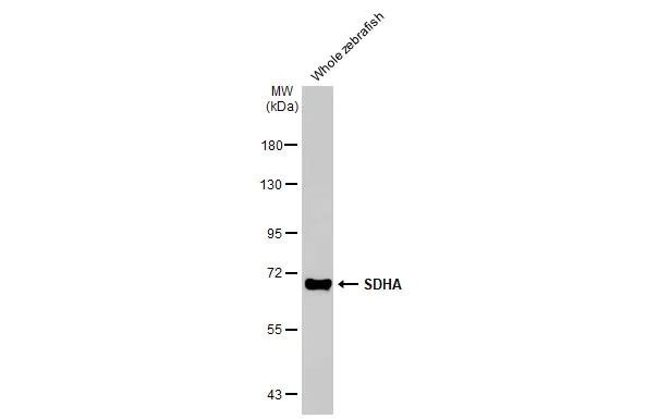Western blot - Anti-SDHA antibody [HL1117] (AB308379)