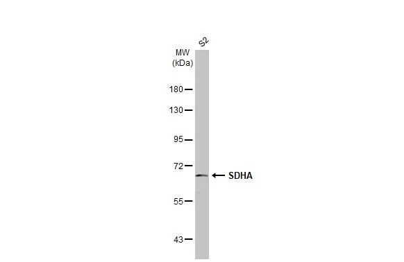 Western blot - Anti-SDHA antibody [HL1117] (AB308379), expandable thumbnail