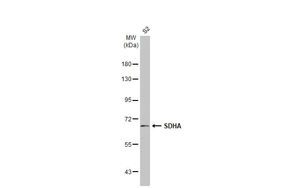 Western blot - Anti-SDHA antibody [HL1117] (AB308379)