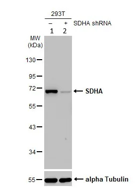 Western blot - Anti-SDHA antibody [HL1117] (AB308379)