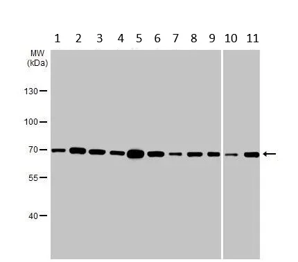 Western blot - Anti-SDHA antibody [HL1117] (AB308379)