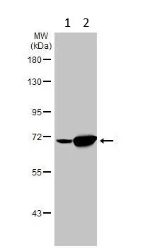 Western blot - Anti-SDHA antibody [HL1117] (AB308379)