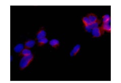 Immunocytochemistry/ Immunofluorescence - Anti-SDHAF1 antibody [EPR13380] - BSA and Azide free (AB250820)
