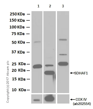 Western blot - Anti-SDHAF1 antibody [EPR13380] - BSA and Azide free (AB250820)