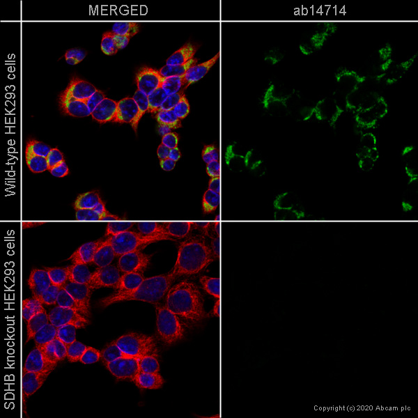 Immunocytochemistry/ Immunofluorescence - Anti-SDHB antibody [21A11AE7] (AB14714), expandable thumbnail