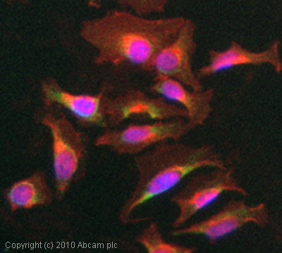 Immunocytochemistry/ Immunofluorescence - Anti-SDHB antibody [21A11AE7] (ab14714), expandable thumbnail
