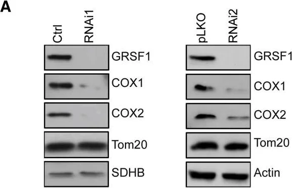 Western blot - Anti-SDHB antibody [21A11AE7] (AB14714)