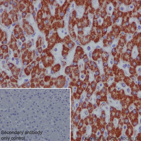 Immunohistochemistry (Formalin/PFA-fixed paraffin-embedded sections) - Anti-SDHB antibody [EPR10880] (AB175225), expandable thumbnail