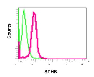 Flow Cytometry (Intracellular) - Anti-SDHB antibody [EPR10880] - BSA and Azide free (AB249876)
