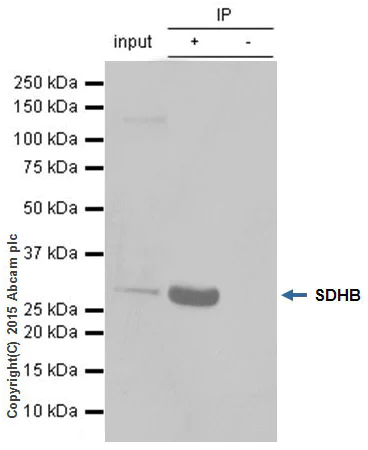 Immunoprecipitation - Anti-SDHB antibody [EPR10880] - BSA and Azide free (AB249876)