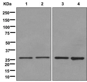 Western blot - Anti-SDHB antibody [EPR10880] - BSA and Azide free (AB249876)