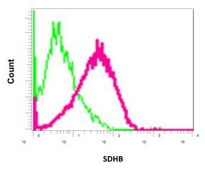 Flow Cytometry (Intracellular) - Anti-SDHB antibody [EPR13042(B)] (ab178423), expandable thumbnail