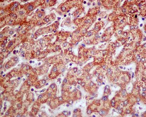 Immunohistochemistry (Formalin/PFA-fixed paraffin-embedded sections) - Anti-SDHC antibody [EPR11035(B)] (AB155999)