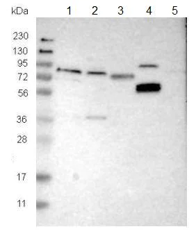 Western blot - Anti-SDR-2 antibody (AB121538)