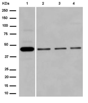 Western blot - Anti-SDS3 antibody [EPR15000] - BSA and Azide free (AB250757)
