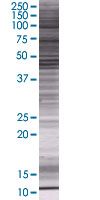 SDS3 overexpression 293T lysate (whole cell)