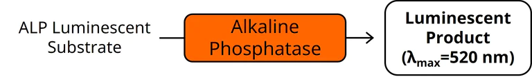 Sandwich ELISA - SEAP Reporter Gene and Alkaline Phosphatase Activity Assay Kit (Luminometric) (AB323460)