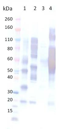 Western blot - Anti-SEBOV GP antibody (AB190653), expandable thumbnail