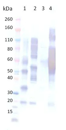 Western blot - Anti-SEBOV GP antibody (AB190653)