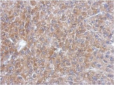 Immunohistochemistry (Formalin/PFA-fixed paraffin-embedded sections) - Anti-SEC13L1 antibody (AB155771), expandable thumbnail
