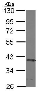 Western blot - Anti-SEC13L1 antibody (AB155771), expandable thumbnail