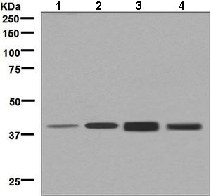 Western blot - Anti-SEC14L2/TAP antibody [EPR8612] (AB137013), expandable thumbnail