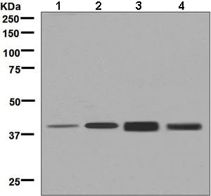Western blot - Anti-SEC14L2/TAP antibody [EPR8612] (AB137013)