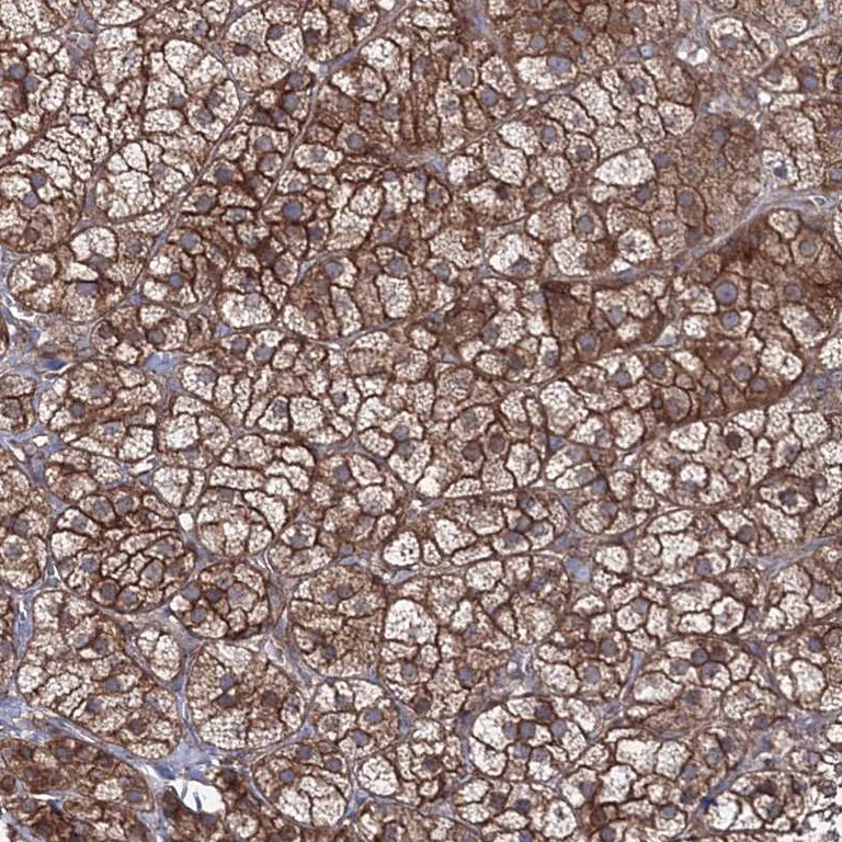 Immunohistochemistry (Formalin/PFA-fixed paraffin-embedded sections) - Anti-Sec15 antibody (AB254798)