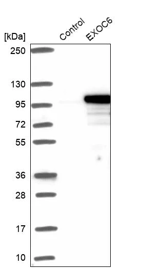 Western blot - Anti-Sec15 antibody (AB254798)