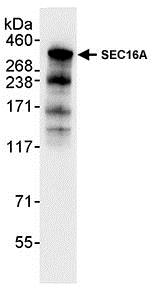 Immunoprecipitation - Anti-SEC16A/SEC16 antibody (AB70722)