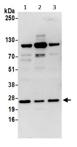 Western blot - Anti-SEC22B antibody (AB241585)